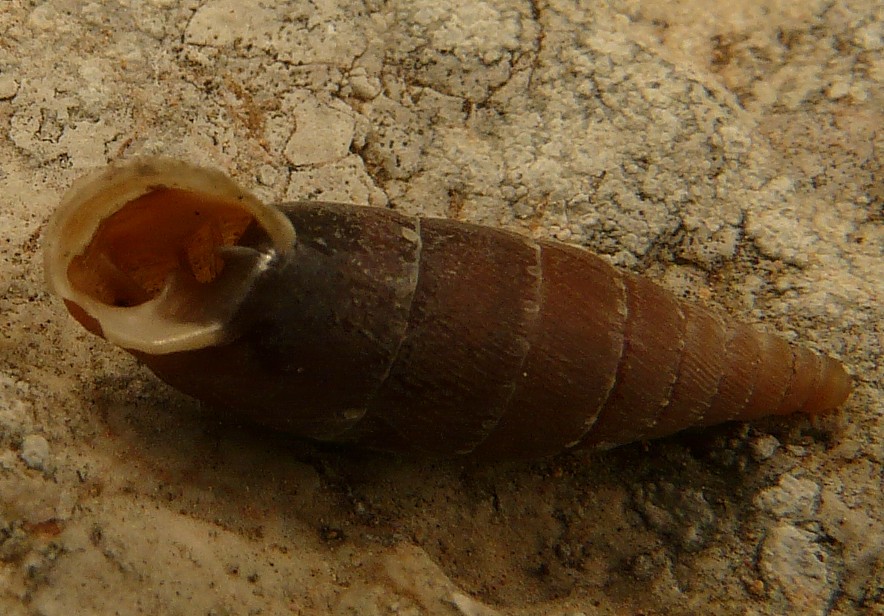 Siciliaria gibbula dal gargano